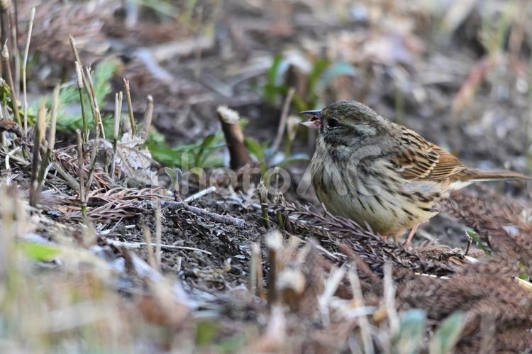 ふっくらしたアオジ 野鳥,鳥,かわいいの写真素材