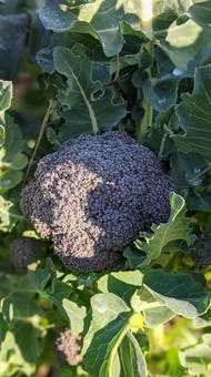 broccoli broccoli