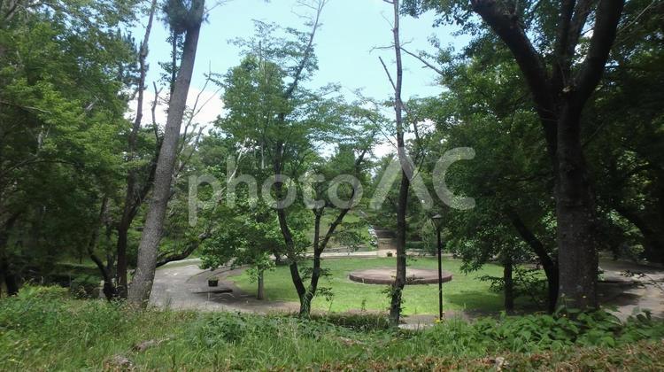 樹木と広場 自然,風景,植物の写真素材