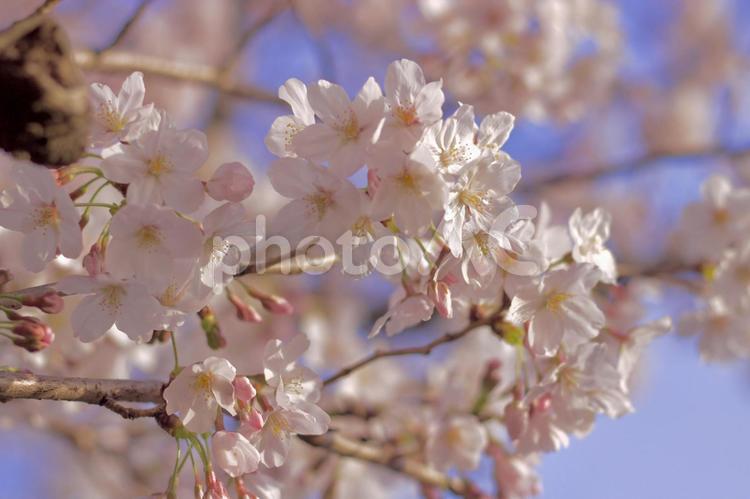 青空とピンクが映え桜 桜,春,桜と青空の写真素材
