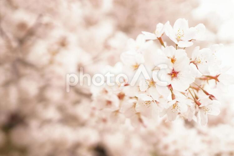 桜の木の下で 花,桜,春の写真素材