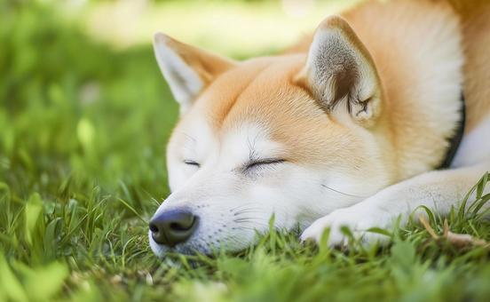 芝生の上で眠る柴犬 芝生の上で眠る柴犬の写真
