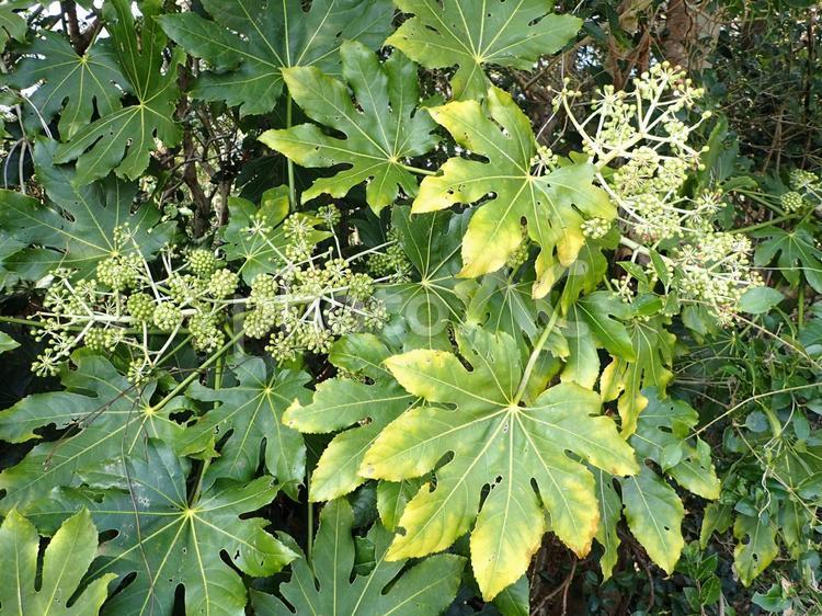ヤツデの葉と実 ヤツデ,植物,葉の写真素材