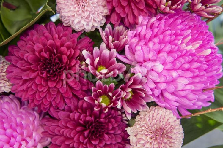 フラワーバレンタイン22（田原市） カラーリングマム,花,菊の写真素材
