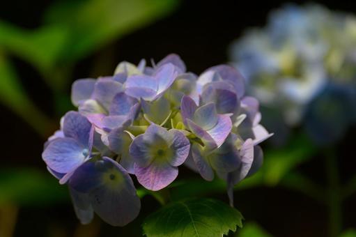Photo, hydrangea, shade, rainy season, 