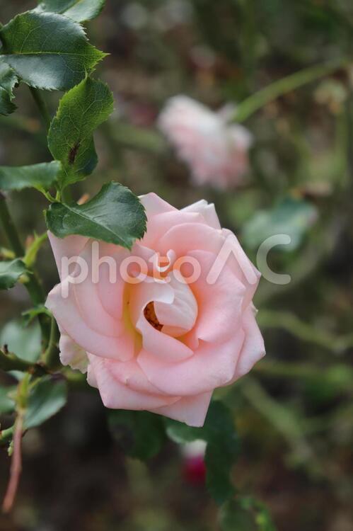 ピンクと白のカラフルなバラ、スターマイン 薔薇,スターマイン,植物の写真素材