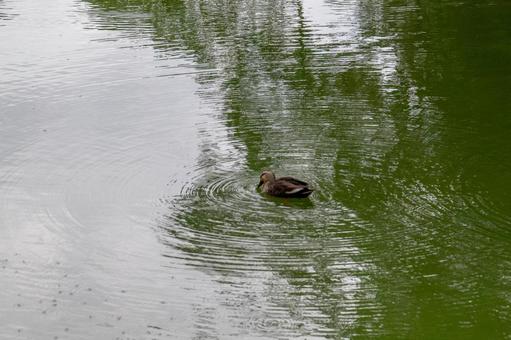 鴨 鴨 鴨,池,緑の写真素材