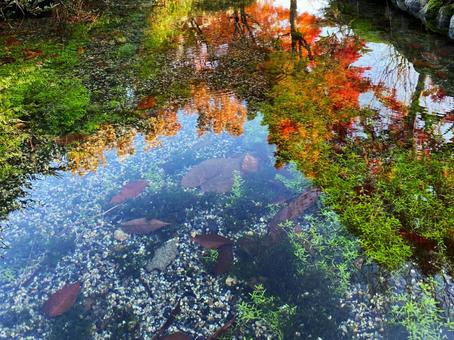 Autumn leaves reflected in the pond, JPG