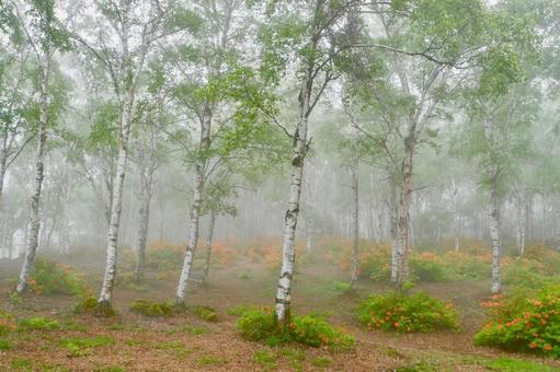 Misty birch forest and rhododendrons, JPG Misty birch forest and rhododendrons, JPG