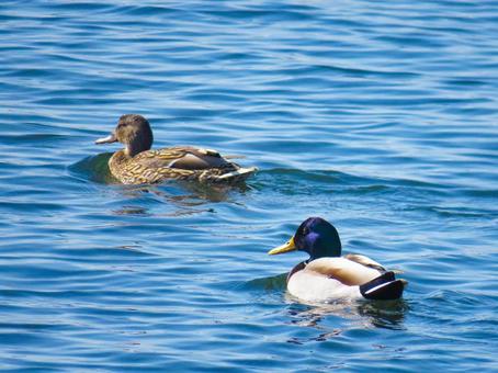 川を泳ぐマガモのカップル 川を泳ぐマガモのカップル マガモ,真鴨,鳥の写真素材