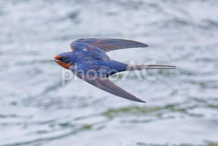 川辺を飛ぶツバメ つばめ,ツバメ,燕の写真素材