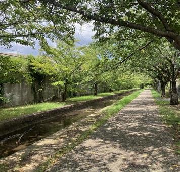 夏の小道 夏の小道 夏,木々,小道の写真素材