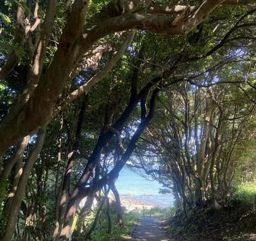 海へ続く道 海,道,木の写真素材