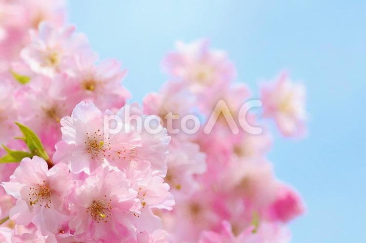 ふわふわの桜　２ 桜,さくら,卒業の写真素材