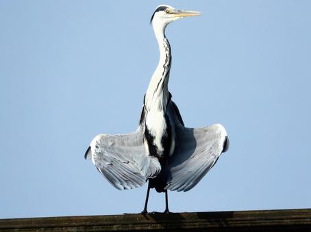 A heron spreading its wings on an abandoned railway line, JPG