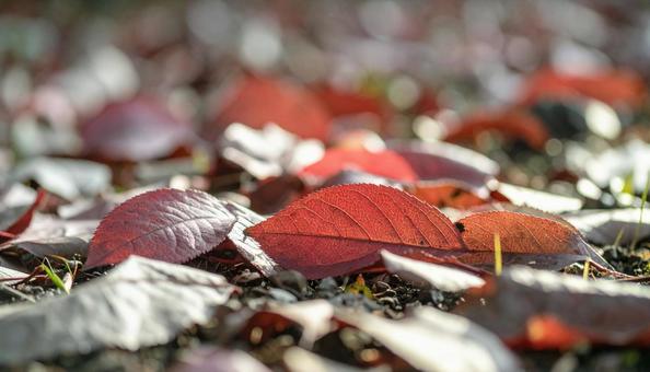 落葉した赤い紅葉いっぱいの地面 落葉した赤い紅葉いっぱいの地面の写真