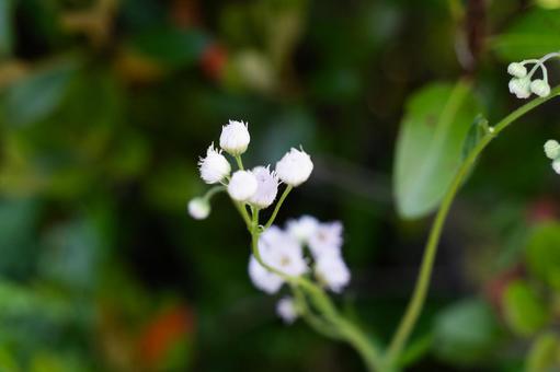 緑に映える白い小花の群れ③ 緑に映える白い小花の群れ③ 花,小花,白い花の写真素材
