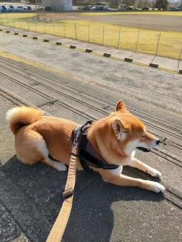 運動公園でリラックス休憩する柴犬！ 犬,シバ,柴犬の写真素材