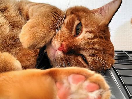 眠たい目 眠たい目 茶トラ,もふもふ,catの写真素材