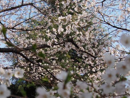 桜 桜の写真