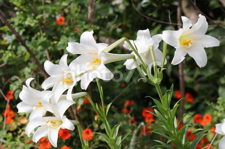 テッポウユリ　やんばるの森　夏 花,ゆり,ユリの写真素材
