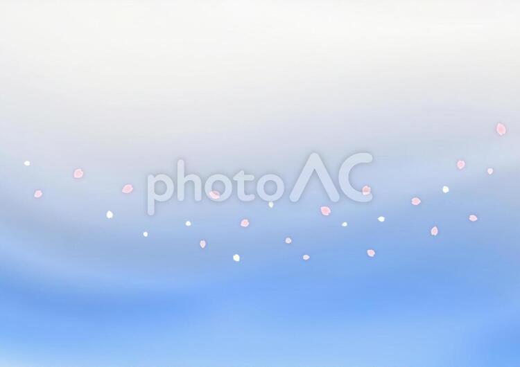 桜吹雪と曲線（春のイメージ）背景素材 桜吹雪,桜,曲線の写真素材