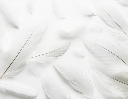 たくさんの白い羽のテクスチャ たくさんの白い羽のテクスチャの写真