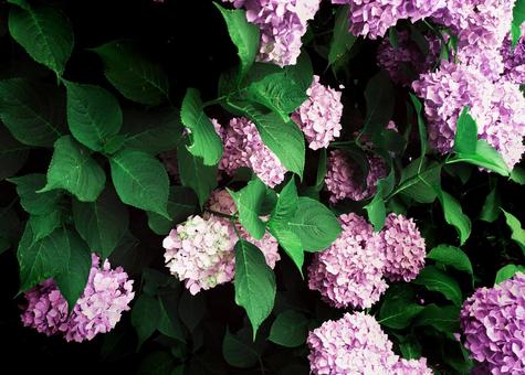 紫陽花 紫陽花の写真