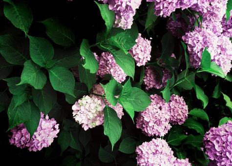 紫陽花 紫陽花,花,梅雨の写真素材