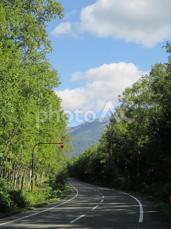 美瑛町白金（白樺街道） 北海道,美瑛,富良野の写真素材