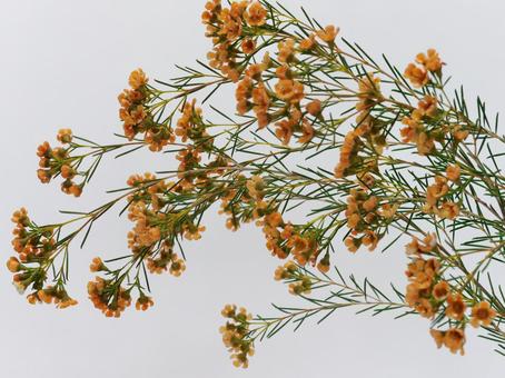 オレンジ色のワックスフラワー 花,ワックスフラワー,植物の写真素材
