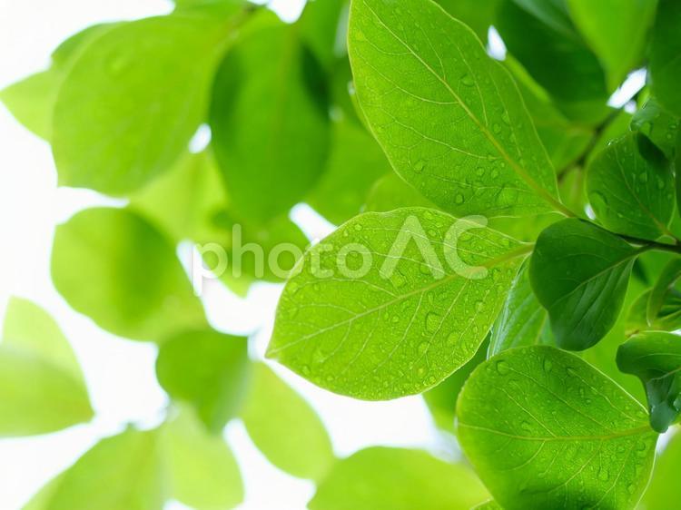 梅雨の雨に濡れた新緑の柿の葉 広葉樹,葉,葉っぱの写真素材