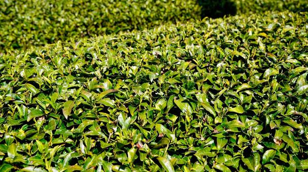 茶畑① 茶畑① 茶畑,新茶,新芽の写真素材
