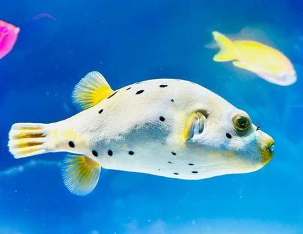 フグ フグ,コテンフグ,黄色の写真素材