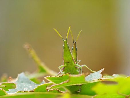 Long-legged grasshopper, JPG