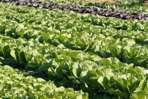 白菜の畑 白菜,野菜,畑の写真素材
