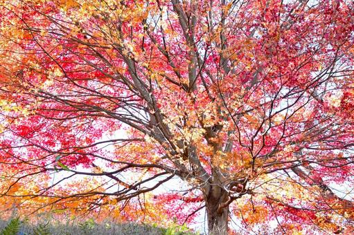 逆光で輝くもみじの紅葉 そのまんま公園,小高い丘,紅葉の写真素材
