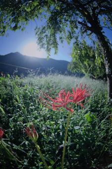 ヒガンバナの写真