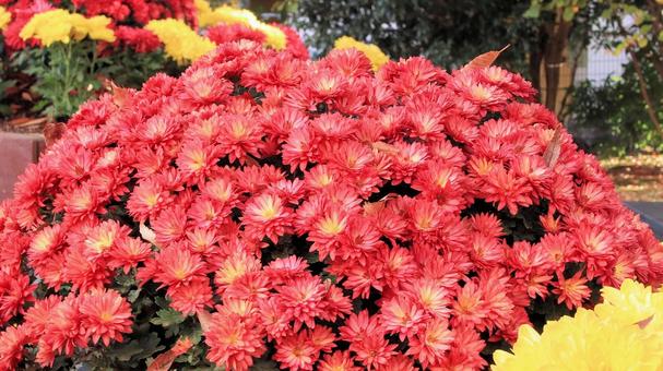 楽寿園の菊まつりにて 菊,秋,花の写真素材