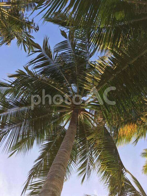 椰子の木 椰子の木,ココナッツ,ヤシの写真素材