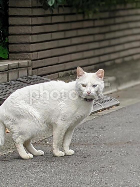 街角の白猫 白猫,猫,ねこの写真素材