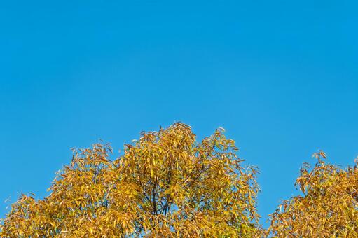 秋の青空と黄色い紅葉 紅葉,秋,葉の写真素材