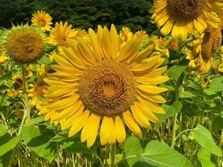 くりはま花の国 8月のひまわり畑 くりはま花の国 8月のひまわり畑 向日葵畑,ヒマワリ,花畑の写真素材
