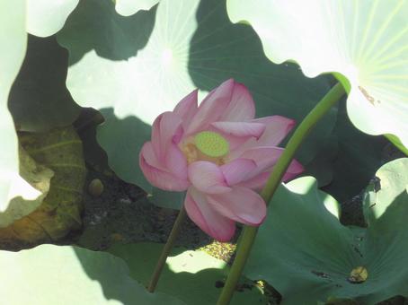 蓮の花 蓮の花の写真