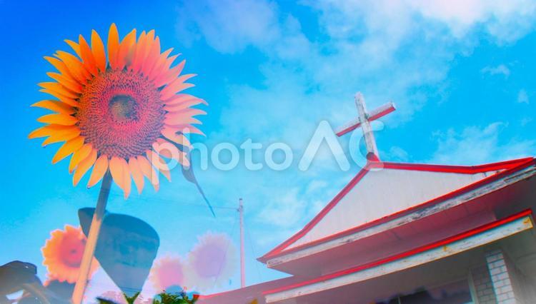 喜界カトリック教会と夏休みの向日葵 夏,カトリック,教会の写真素材
