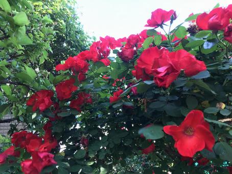 バラ バラの写真