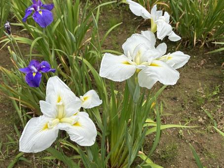 Photo, ayame, plant, early summer, 