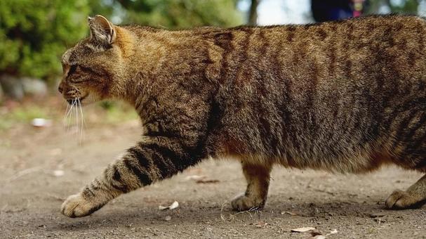 Stray cat walking in the park, JPG