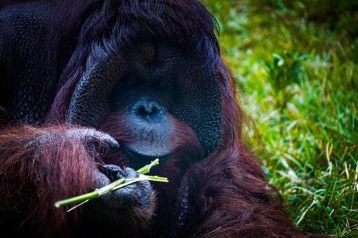 青みのあるオランウータンのイメージ オランウータン,類人猿,霊長類の写真素材