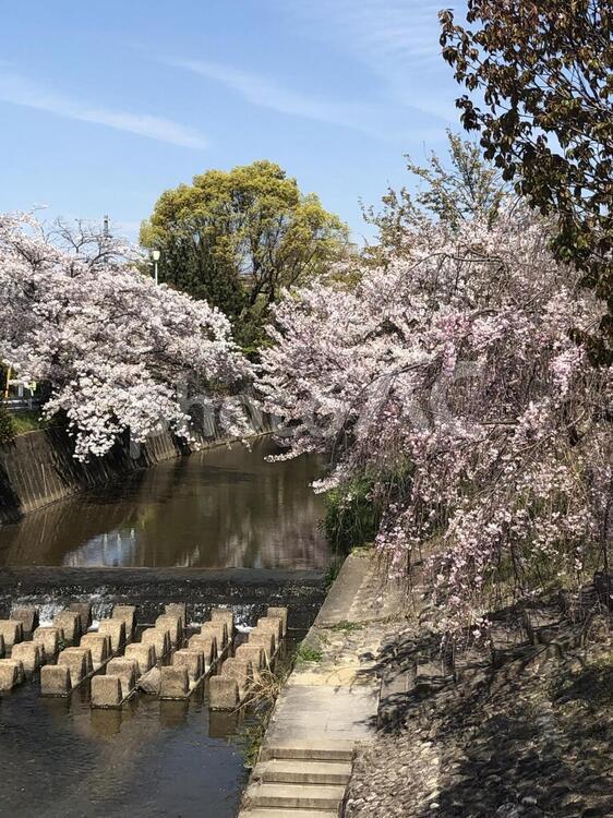 佐保川の桜 桜,佐保川,奈良の写真素材